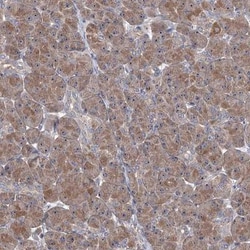 5-HT3B Antibody, Novus Biologicals:Antibodies:Primary Antibodies