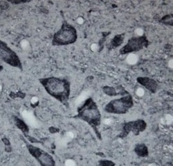 5-HT7 Antibody, Novus Biologicals 0.1 mL; Unconjugated:Antibodies, Polyclonal