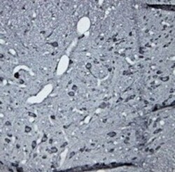 5-HT7 Antibody, Novus Biologicals 0.1 mL; Unconjugated:Antibodies, Polyclonal