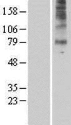 Novus Biologicals&trade;&nbsp;5-HT7 Overexpression Lysate