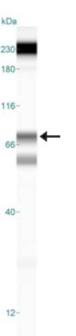 5-Lipoxygenase Antibody - BSA Free, Novus Biologicals 0.1mL; Unlabeled:Antibodies,