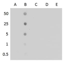 5-MethylCytosine Antibody (4111), Novus Biologicals 0.1mL; Unlabeled:Antibodies,