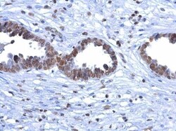5-MethylCytosine Antibody (4111), Novus Biologicals 0.1mL; Unlabeled:Antibodies,