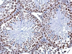 5-MethylCytosine Antibody (4111), Novus Biologicals 0.1mL; Unlabeled:Antibodies,