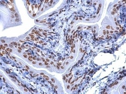 5-MethylCytosine Antibody (4111), Novus Biologicals 0.1mL; Unlabeled:Antibodies,