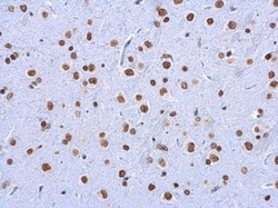 5-MethylCytosine Antibody (4111), Novus Biologicals 0.1mL; Unlabeled:Antibodies,