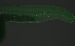 5-MethylCytosine Antibody (4111), Novus Biologicals 0.1mL; Unlabeled:Antibodies,