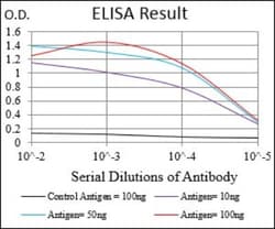 5'-Nucleotidase/CD73 Antibody (4G6E3) - BSA Free, Novus Biologicals 0.1 mL | Buy Online | Novus Biologicals | Fisher Scientific