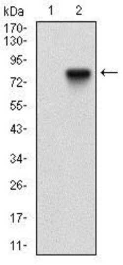 5'-Nucleotidase/CD73 Antibody (4G6E3) - BSA Free, Novus Biologicals 0.1 mL | Buy Online | Novus Biologicals | Fisher Scientific