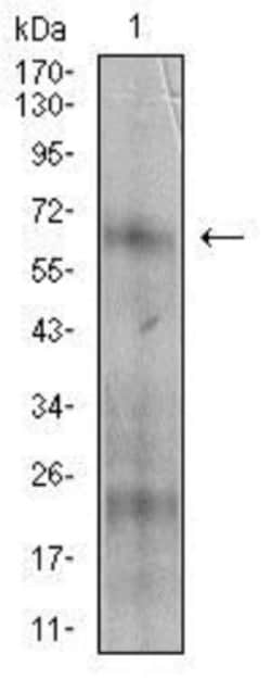 5'-Nucleotidase/CD73 Antibody (4G6E3) - BSA Free, Novus Biologicals 0.1 mL | Buy Online | Novus Biologicals | Fisher Scientific