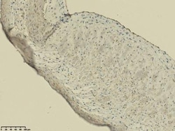 5'-Nucleotidase/CD73 Antibody, Novus Biologicals:Antibodies:Primary Antibodies