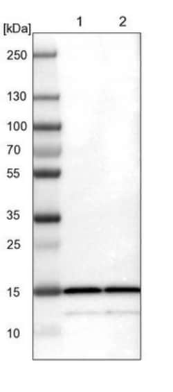 60S ribosomal protein L23 Antibody, Novus Biologicals 0.1mL; Unlabeled:Antibodies,