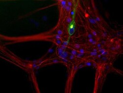 NF-L Antibody, Novus Biologicals 0.05mL; Unlabeled:Antibodies, Polyclonal