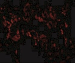A20/TNFAIP3 Antibody - BSA Free, Novus Biologicals 0.025 mg, Unconjugated:Antibodies,