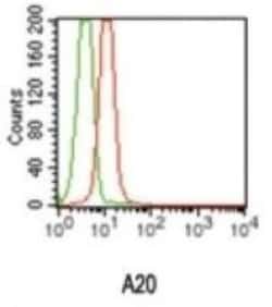A20/TNFAIP3 Antibody (59A426) - BSA Free, Novus Biologicals 0.1mg; Unlabeled:Antibodies,