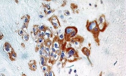 A20/TNFAIP3 Antibody (59A426) - BSA Free, Novus Biologicals 0.1mg; Unlabeled:Antibodies,