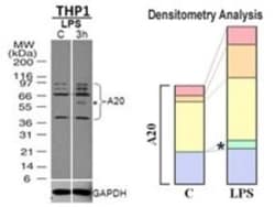 A20/TNFAIP3 Antibody (59A426) - BSA Free, Novus Biologicals 0.1mg; Unlabeled:Antibodies,