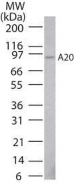 A20/TNFAIP3 Antibody (59A426) - BSA Free, Novus Biologicals 0.1mg; Unlabeled:Antibodies,