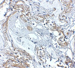 A20/TNFAIP3 Antibody - BSA Free, Novus Biologicals 0.025 mg, Unconjugated:Antibodies,