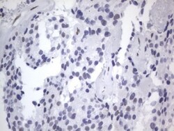 A2BP1 Antibody (OTI4F9), Novus Biologicals 0.1mL; Unlabeled:Antibodies,