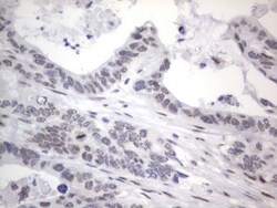 A2BP1 Antibody (OTI4F9), Novus Biologicals 0.1mL; Unlabeled:Antibodies,