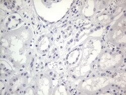 A2BP1 Antibody (OTI4F9), Novus Biologicals 0.1mL; Unlabeled:Antibodies,