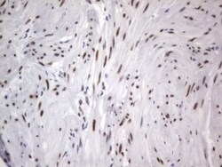 A2BP1 Antibody (OTI4F9), Novus Biologicals 0.1mL; Unlabeled:Antibodies,