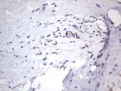 A2BP1 Antibody (OTI4F9), Novus Biologicals 0.1mL; Unlabeled:Antibodies,