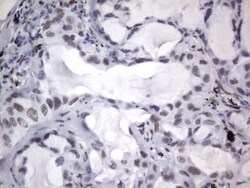 A2BP1 Antibody (OTI4F9), Novus Biologicals 0.1mL; Unlabeled:Antibodies,