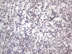 A2BP1 Antibody (OTI4F9), Novus Biologicals 0.1mL; Unlabeled:Antibodies,