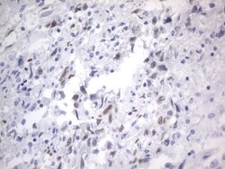 A2BP1 Antibody (OTI4F9), Novus Biologicals 0.1mL; Unlabeled:Antibodies,