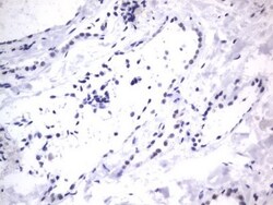 A2BP1 Antibody (OTI4F9), Novus Biologicals 0.1mL; Unlabeled:Antibodies,