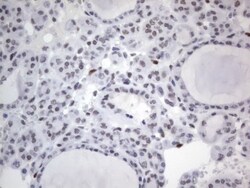 A2BP1 Antibody (OTI4F9), Novus Biologicals 0.1mL; Unlabeled:Antibodies,