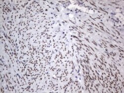 A2BP1 Antibody (OTI4F9), Novus Biologicals 0.1mL; Unlabeled:Antibodies,