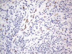A2BP1 Antibody (OTI4F9), Novus Biologicals 0.1mL; Unlabeled:Antibodies,