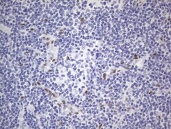 A2BP1 Antibody (OTI4F9), Novus Biologicals 0.1mL; Unlabeled:Antibodies,