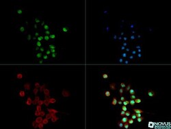 A2BP1 Antibody (D8H8), Novus Biologicals 0.025mL; Unlabeled:Antibodies,