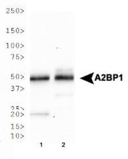 A2BP1 Antibody (D8H8), Novus Biologicals 0.025mL; Unlabeled:Antibodies,