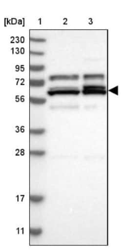 PTGES3L-AARSD1 Antibody, Novus Biologicals 0.1mL; Unlabeled:Antibodies,