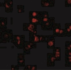 AATF Antibody - BSA Free, Novus Biologicals 0.1mg; Unlabeled:Antibodies,