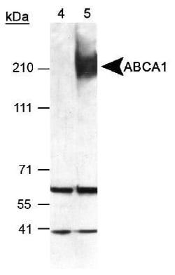 ABCA1 Antibody - BSA Free, Novus Biologicals 0.1mL; Unlabeled:Antibodies,
