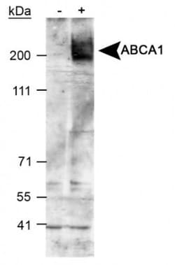 ABCA1 Antibody - BSA Free, Novus Biologicals 0.1mL; Unlabeled:Antibodies,
