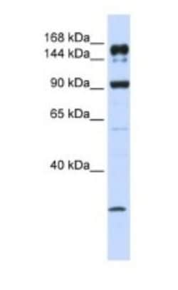 ABCA5 Antibody, Novus Biologicals 20&mu;L; Unlabeled:Antibodies, Polyclonal