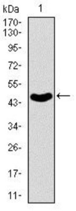 ABCB5 Antibody (5H3C6) - BSA Free, Novus Biologicals 0.1mL; Unlabeled:Antibodies,