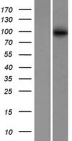 Novus Biologicals&trade;&nbsp;ABCB6 Overexpression Lysate