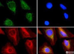 ABCE1 Antibody - BSA Free, Novus Biologicals 0.1mL; Unlabeled:Antibodies,