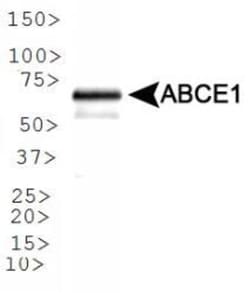 ABCE1 Antibody - BSA Free, Novus Biologicals 0.1mL; Unlabeled:Antibodies,
