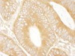 ABCF1 Antibody, Novus Biologicals 0.1mL; Unlabeled:Antibodies, Polyclonal