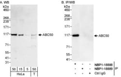 ABCF1 Antibody, Novus Biologicals 0.1mL; Unlabeled:Antibodies, Polyclonal