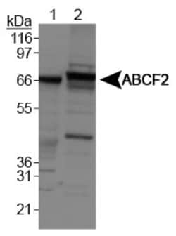 ABCF2 Antibody, Novus Biologicals 0.025mL; Unlabeled:Antibodies, Polyclonal